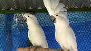 Jak chovat cockada doma